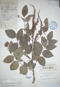 華南馬鞍樹 華南馬鞍樹