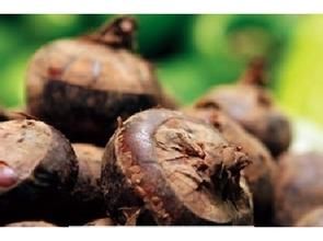 無根狀莖荸薺 無根狀莖荸薺