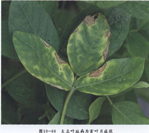 大豆球腔菌 大豆球腔菌