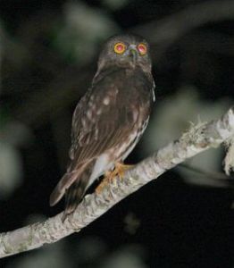 鷹鴞菲律賓亞種 鷹鴞菲律賓亞種