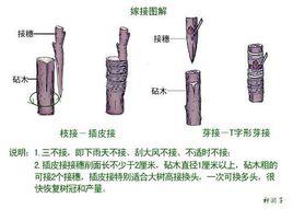 芽接 芽接