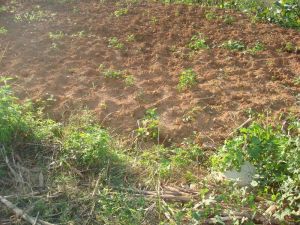隴川縣章鳳鎮迭撒村委會南等自然村