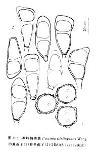 秦嶺柄鏽菌 秦嶺柄鏽菌