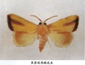焦條麗夜蛾 焦條麗夜蛾