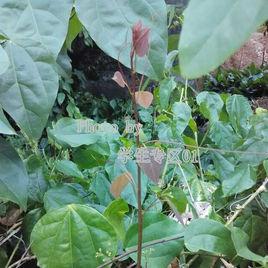 赤蒼藤茶 赤蒼藤茶