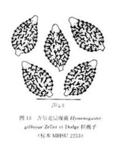 吉爾克無索腹菌 吉爾克無索腹菌