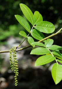 青錢柳屬 青錢柳屬