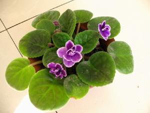 （圖）棉根腐病菌寄主