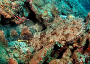 葉鬚鯊屬 葉鬚鯊屬