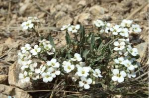 西藏燥原薺 西藏燥原薺