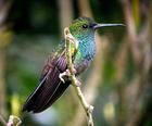 棕尾蜂鳥