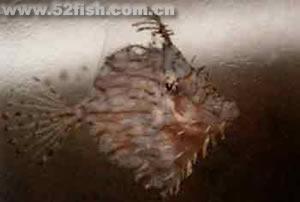 龍鬚炮彈魚 龍鬚炮彈魚