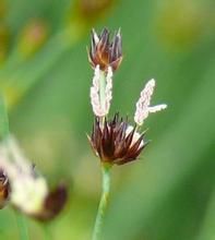 單花燈心草 單花燈心草