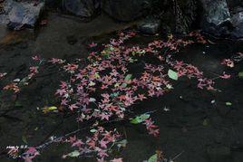 廈門流楓溪 廈門流楓溪