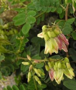 託克遜黃耆 託克遜黃耆