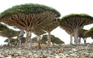 索科特拉群島 索科特拉群島