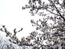 盛開時的望春玉蘭