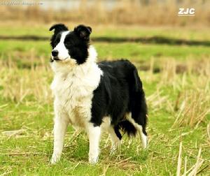 大型邊境柯利牧羊犬 大型邊境柯利牧羊犬