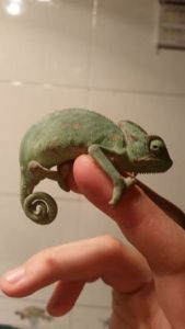 國王變色龍 國王變色龍