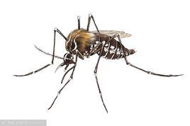 吸髓蚊 吸髓蚊