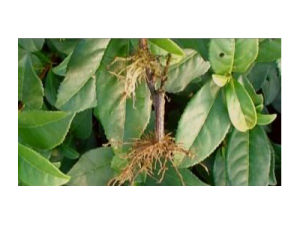 茶苗根結線蟲病 茶苗根結線蟲病