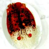 松鼠素魚 松鼠素魚