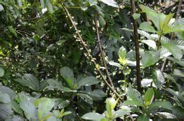 紅萼水東哥(新種) 紅萼水東哥(新種)