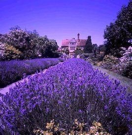 艾克斯[普羅旺斯首府]