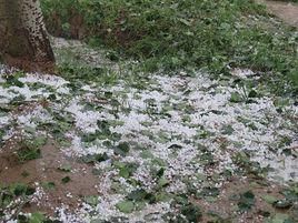 冰雹災害 冰雹災害