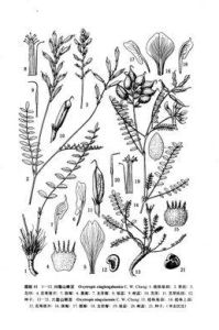 興隆山棘豆 興隆山棘豆