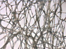 菌種質量鑑定 菌種質量鑑定