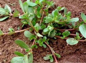 《馬齒莧》 《馬齒莧》