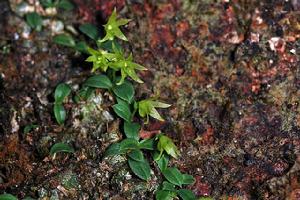 對莖毛蘭 對莖毛蘭