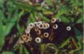 小包[子實體中的小體]