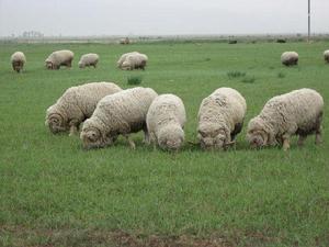 肅南甘肅高山細毛羊