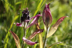 河谷風毛菊 河谷風毛菊