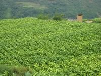 胡廣凹村 胡廣凹村