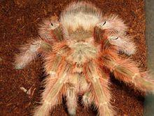 巴西巨人金毛清晰圖冊