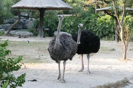 不會飛的鳥 不會飛的鳥