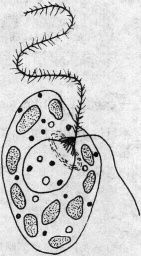 定鞭藻綱 定鞭藻綱