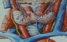 甲亢合併妊娠 甲亢合併妊娠