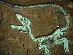 岩盔龍類 岩盔龍類