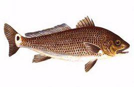 石首魚科 石首魚科