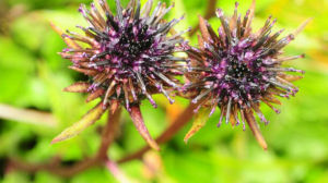 川甘風毛菊 川甘風毛菊