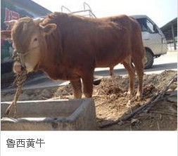 魯西黃牛