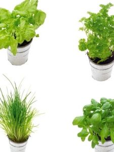 果蔬盆栽 果蔬盆栽