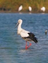 亞洲白鸛 亞洲白鸛