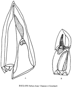 異雙生水母 異雙生水母