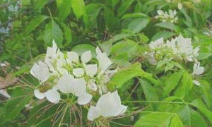 短葉香茶菜 短葉香茶菜