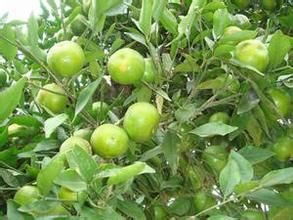 文山山柑 文山山柑